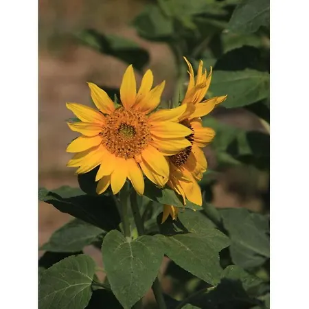 Lilly Comfortable Vacation *